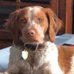 Profile picture of Dokken